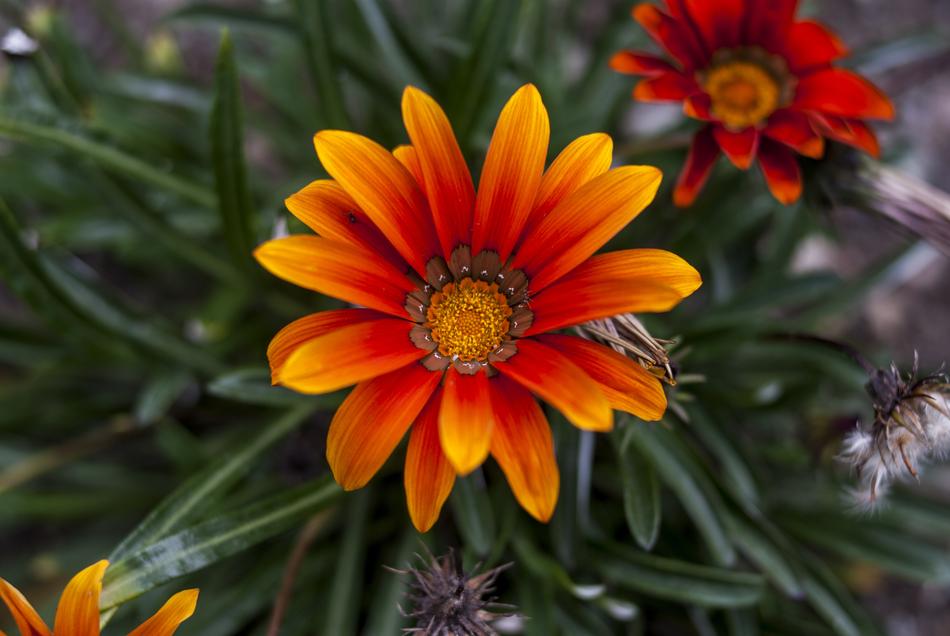 Nature Plant Flower