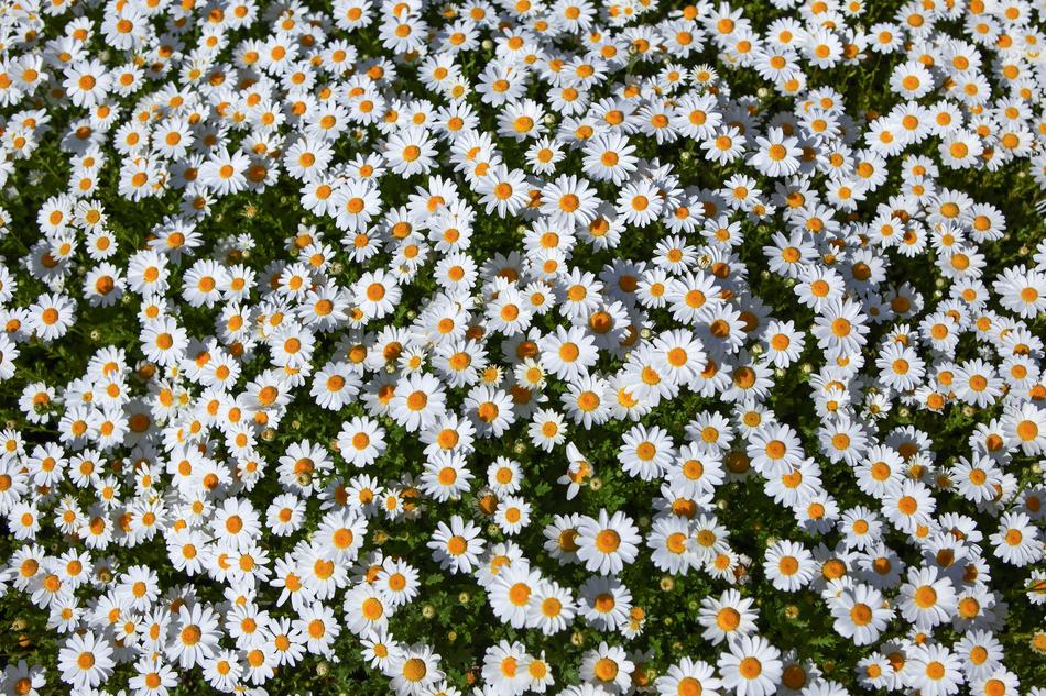 Flowers Nature Plants