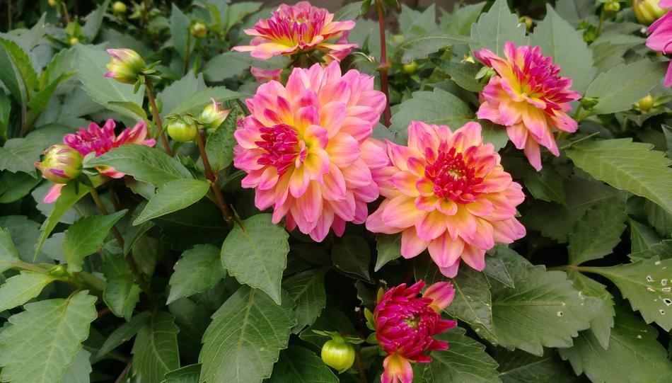 Flower Plant Nature