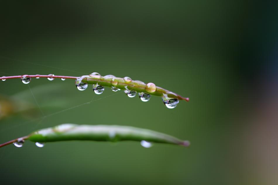 little grass in water droplets landscape