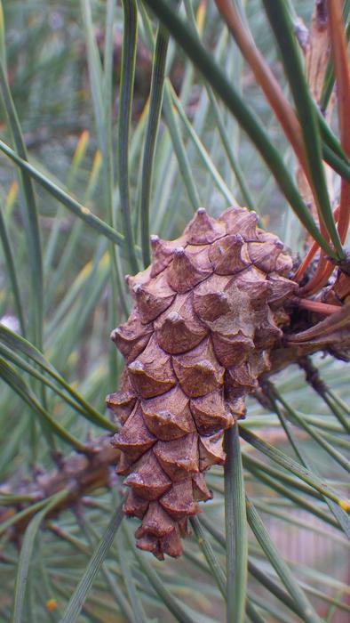Wood Nature Pine