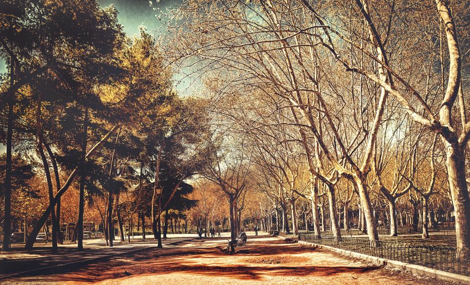 Tree Nature Autumn