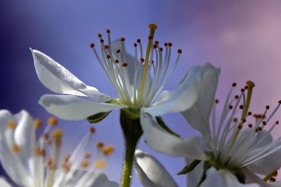 Flower The Nature Of Plum