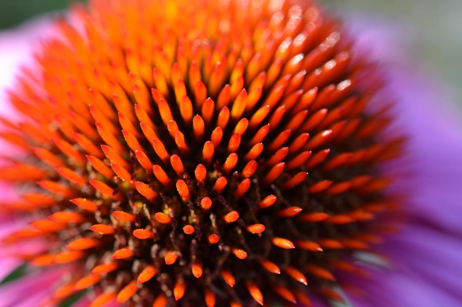 the flower is a beautiful prickly flower