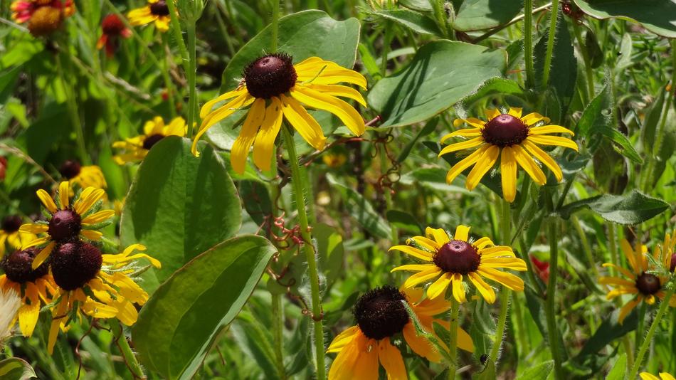 Nature Flowers Yellow