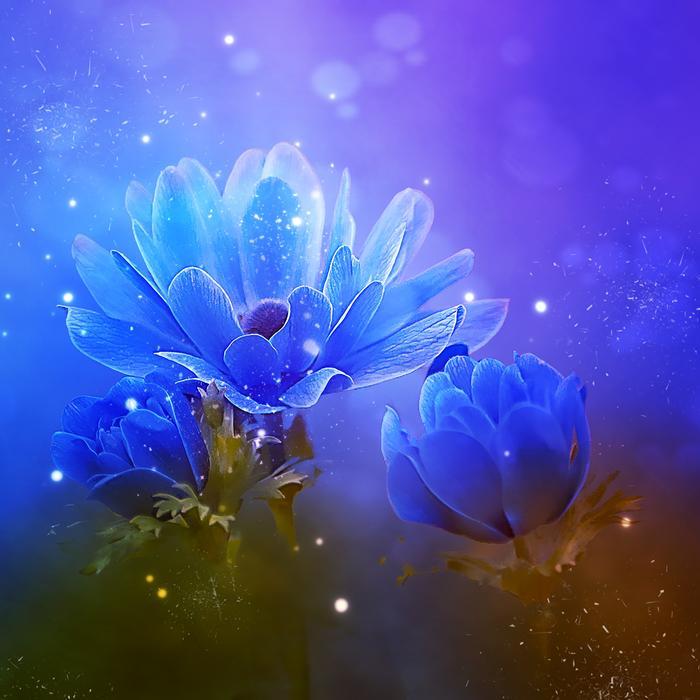 Anemone Crown Blue