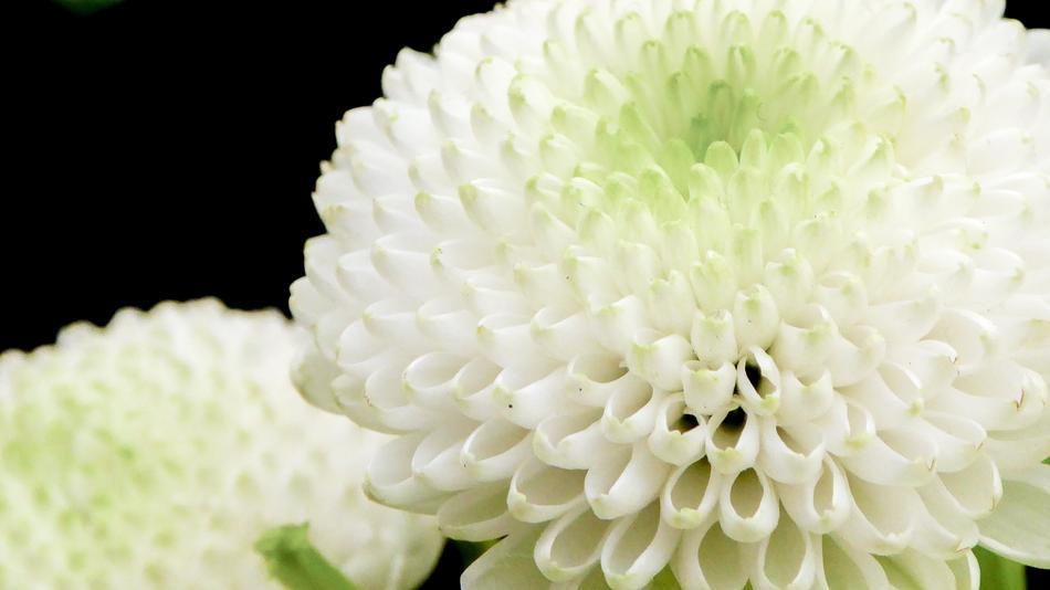 Flower White Green