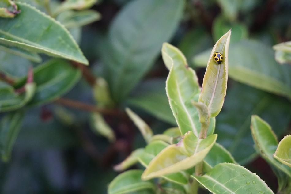 Plant Tea Green