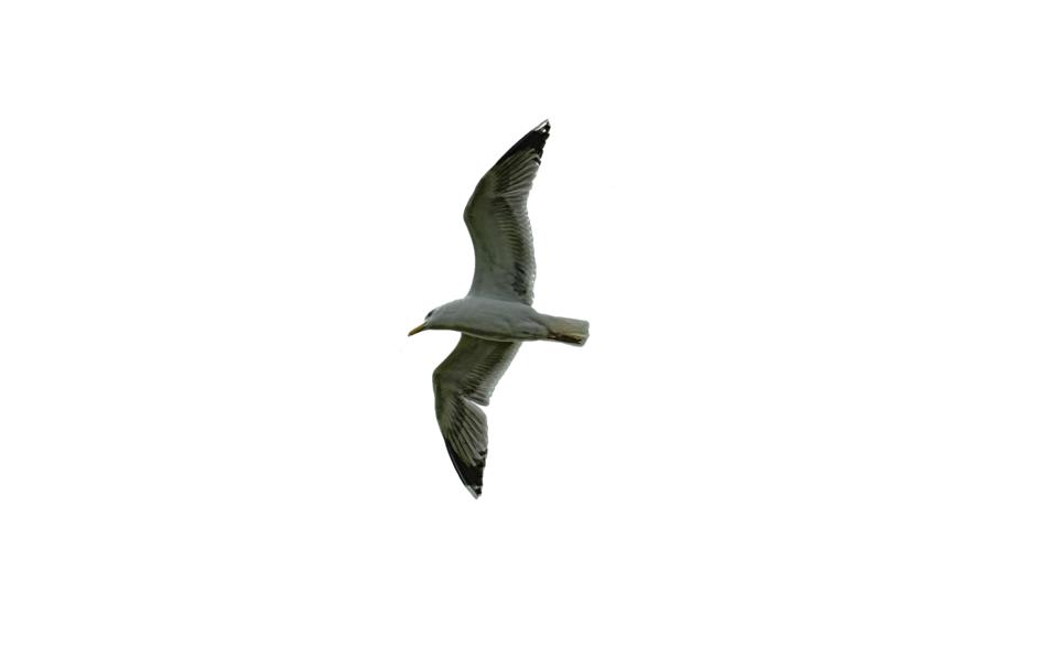 Nature Sky Bird