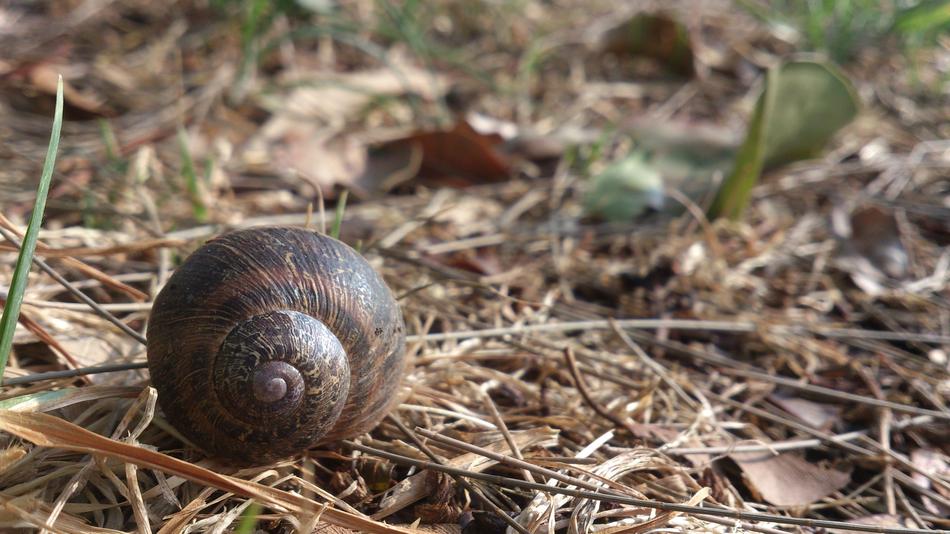 Nature Snail Plant