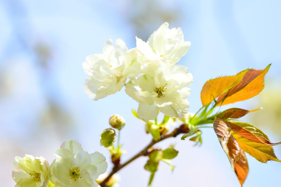 Flowers Natural Cherry