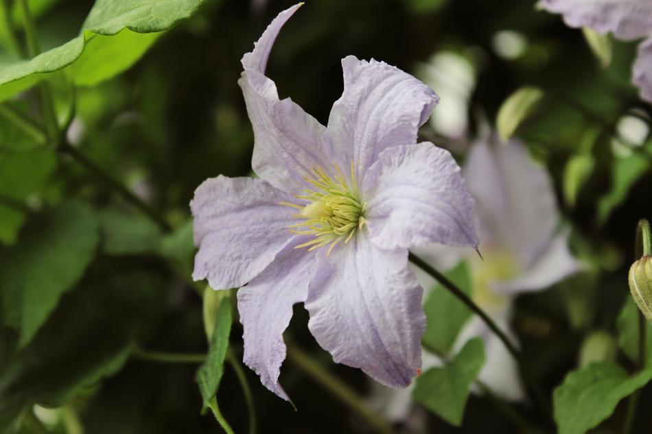 Purple Leaves Plant