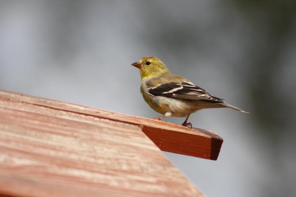 Nature Outdoors Bird Female Gold
