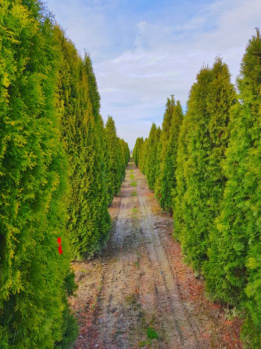 Trees Of Life Thujene Nature