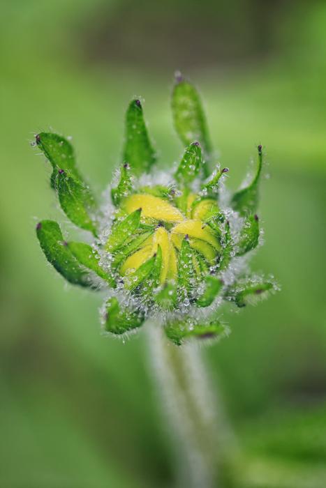Macro Dew Rain Flower