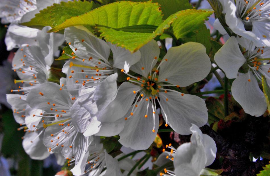 Flower Nature Plant