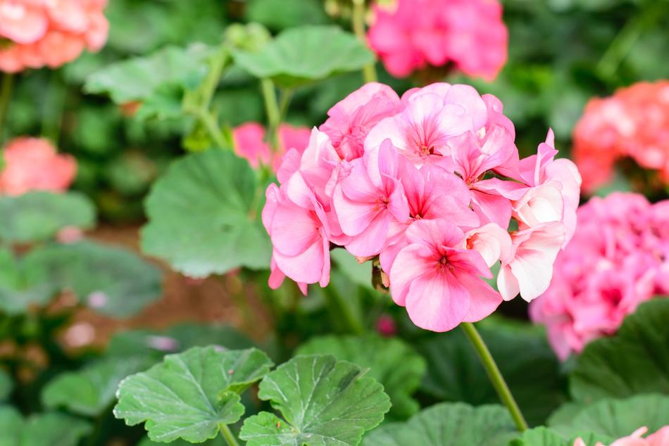 Flower Gardens Pink