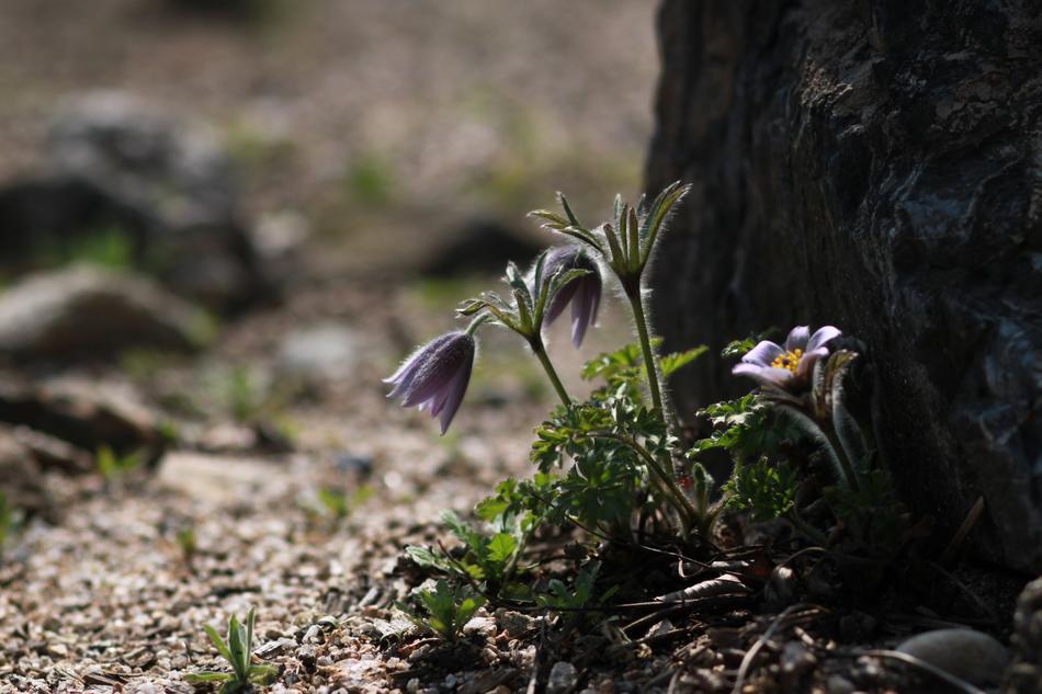 Nature Plants Outdoors