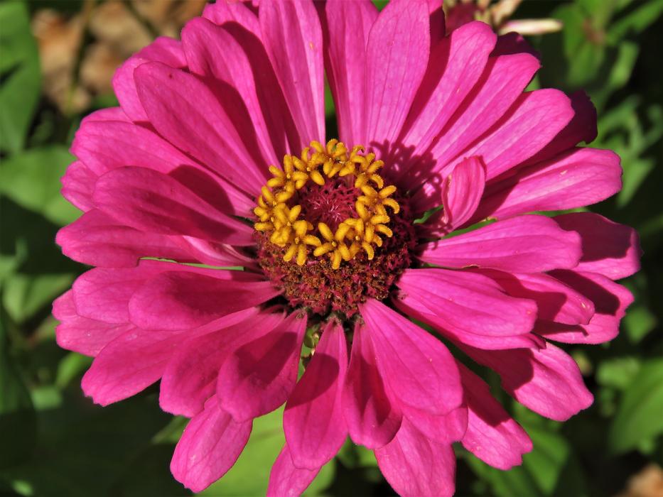 Flower Pink Yellow