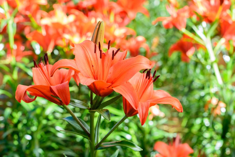 Flower Gardens Pink