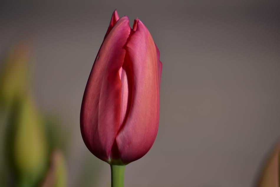 Nature Flower