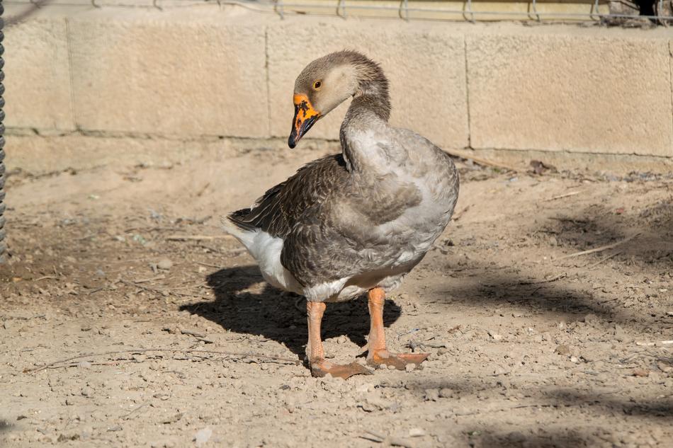 Birds Animalia Nature