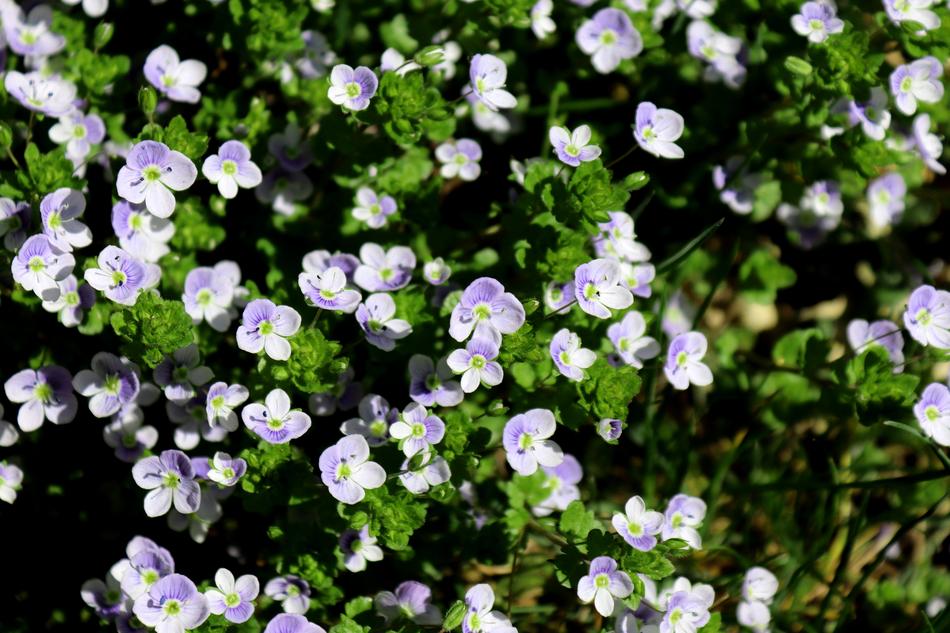 Honorary Award Flower Plant