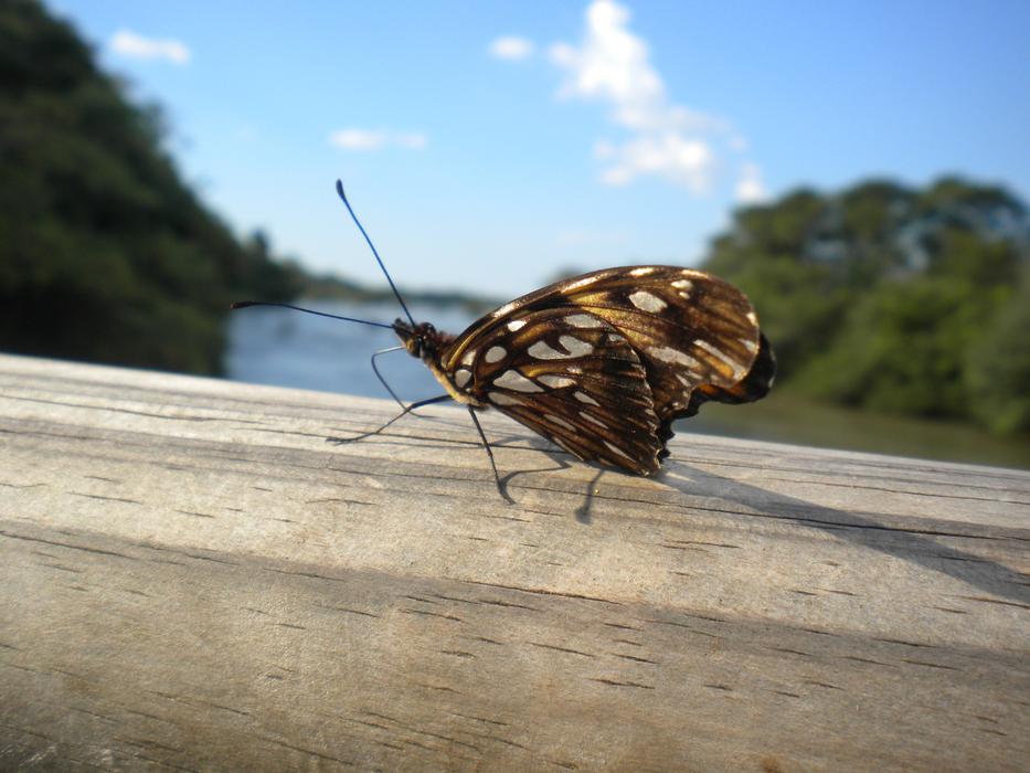 Argentina Butterfly Insects