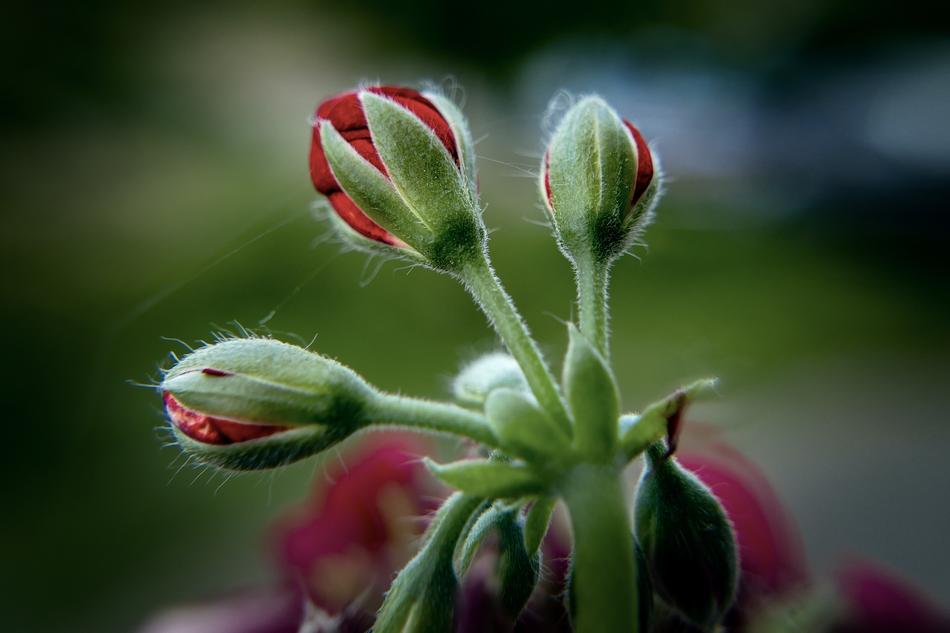Flower Nature Garden