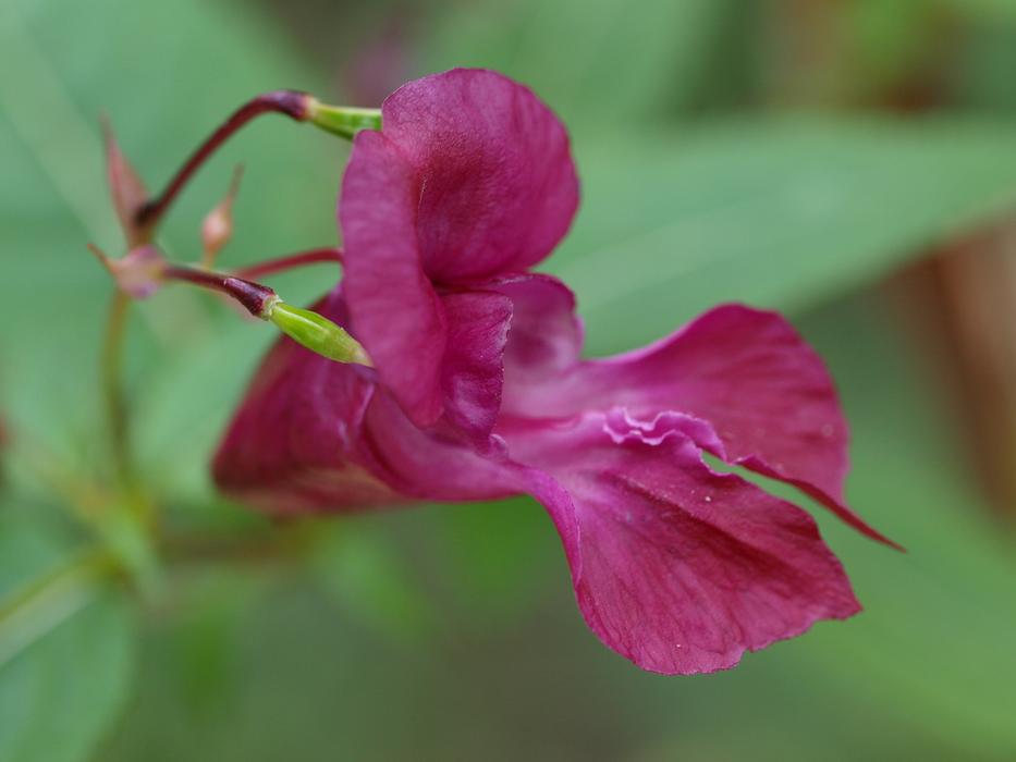Flower Plant Nature