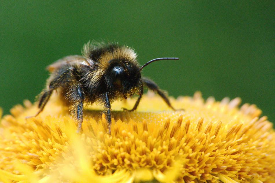 the bee on the yellow flower is cute