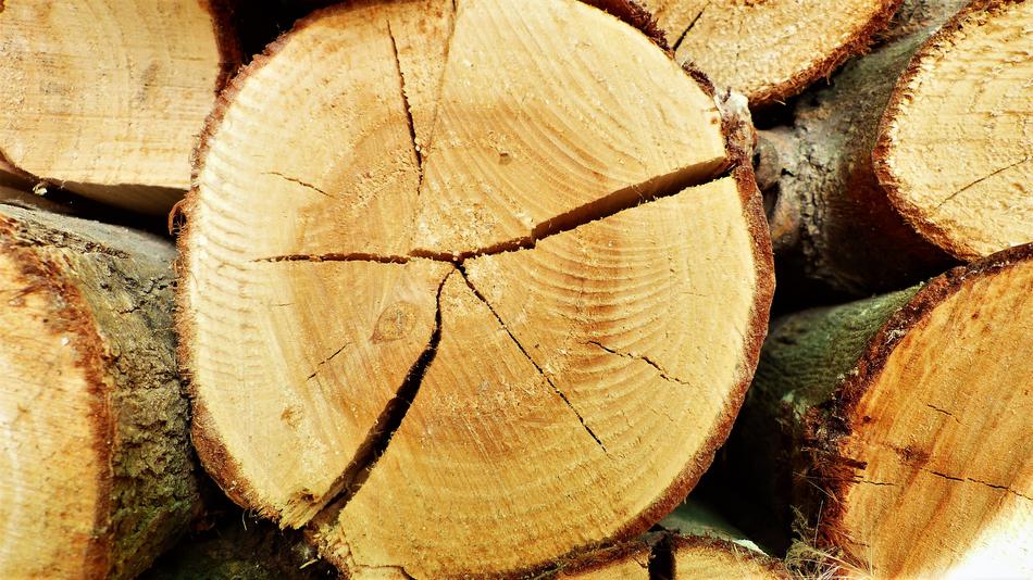 Wood Cut Nature