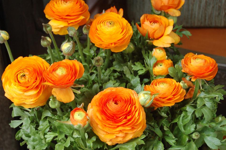Nature Flower Bouquet De Fleurs