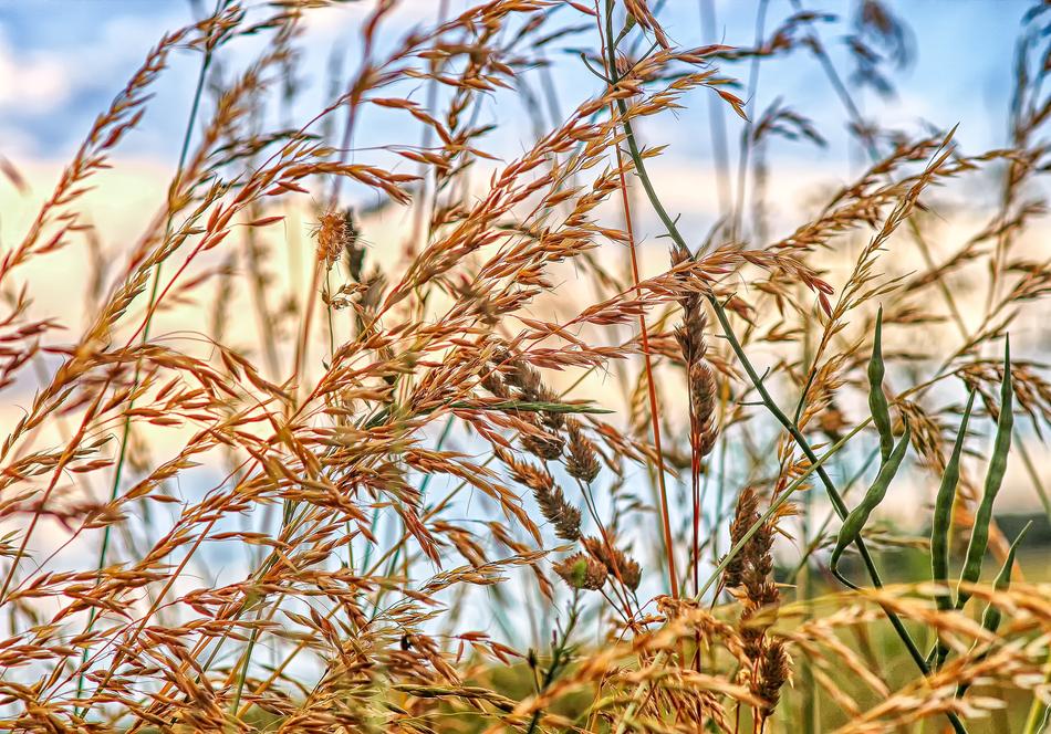 Nature Landscape Grass