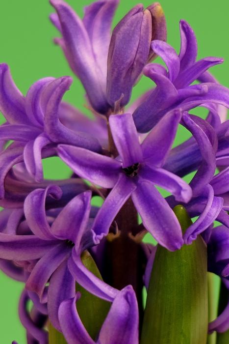 Flower Plant Nature