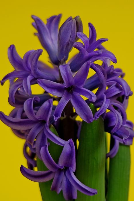 Flower Plant Nature