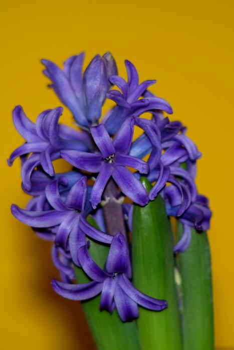 Flower Plant Nature