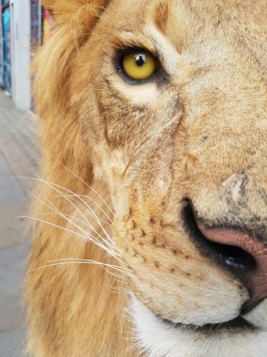 Lion Nature Animal