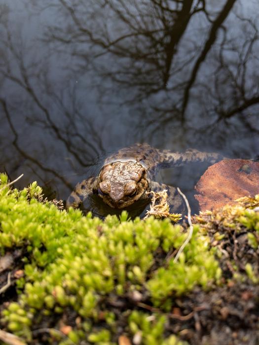 a big frog on green leaves