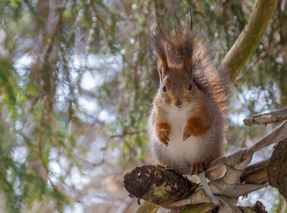 Tree Nature Wild Animals