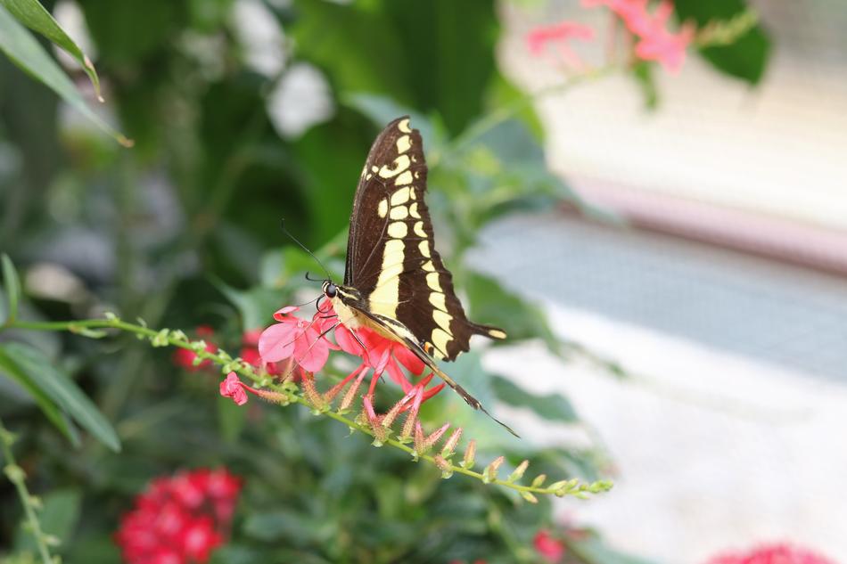 Nature Flower Butterfly