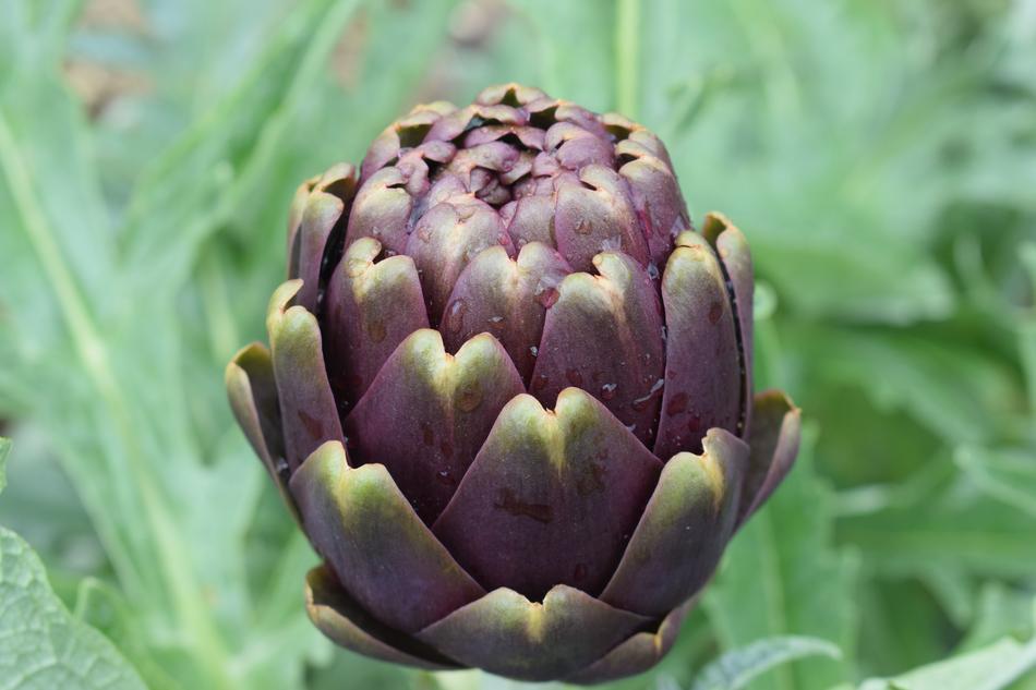 Nature Plant Summer