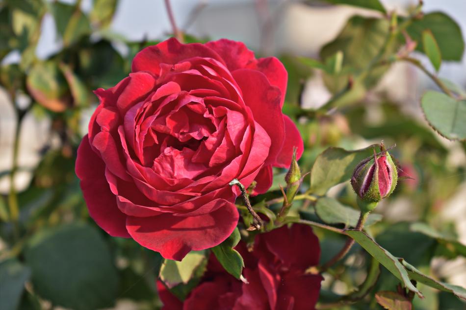 Red Rose Flower