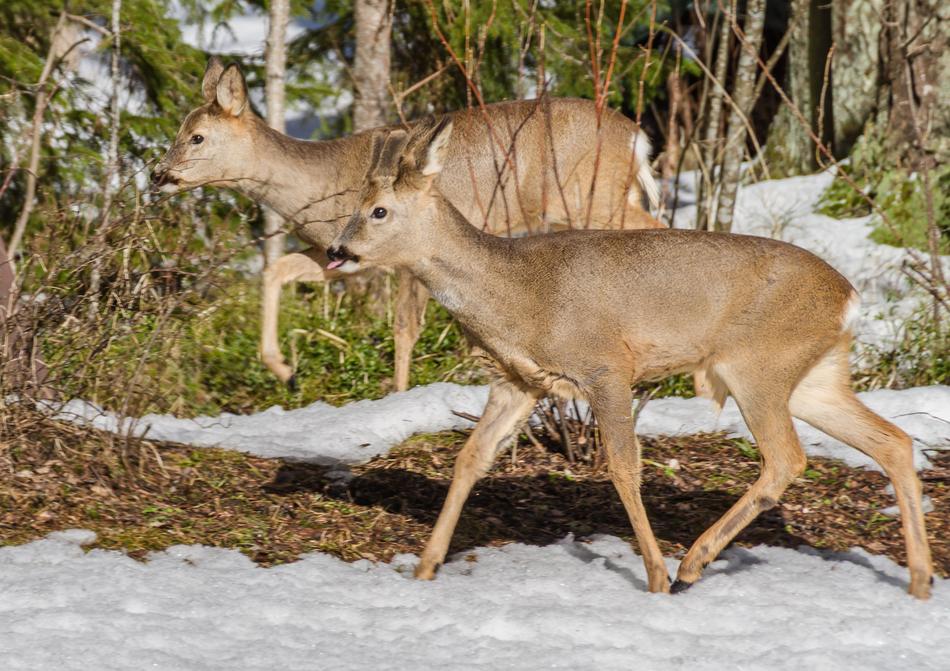 Roe Deer Mammals Wild Animals