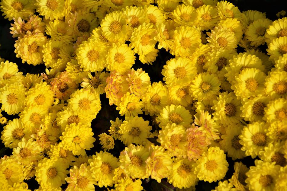 Flower Chichewa Live Vivid Color