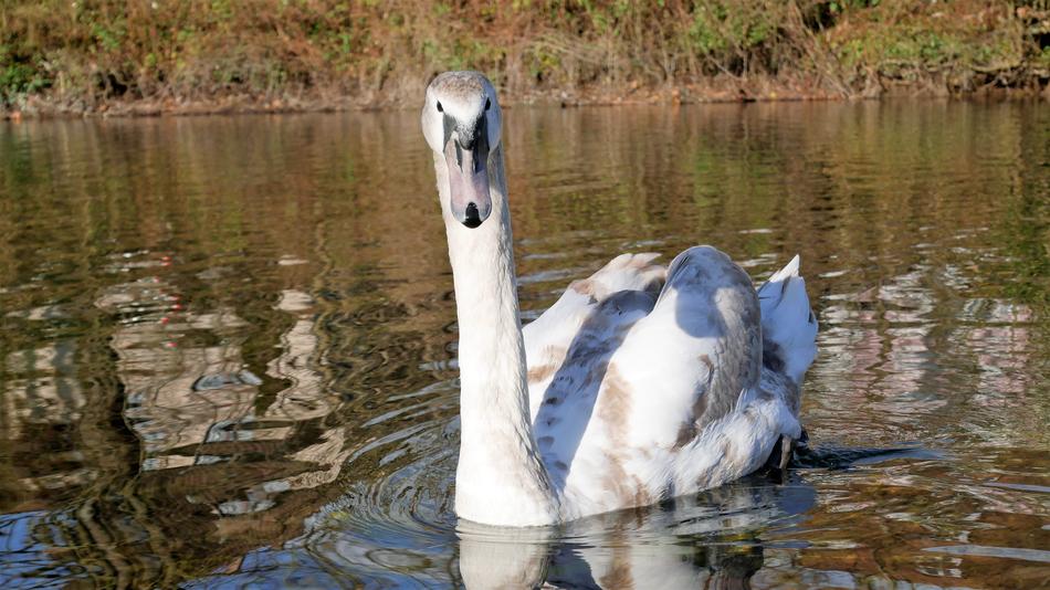 Waters Nature