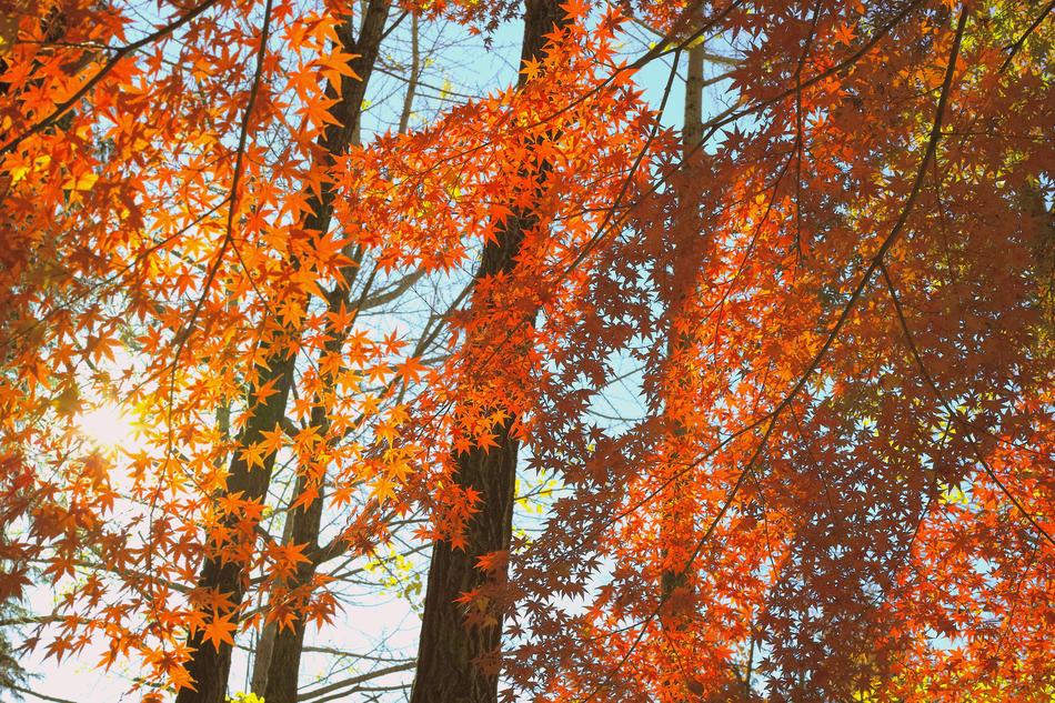 Sunbeams Autumn Japan
