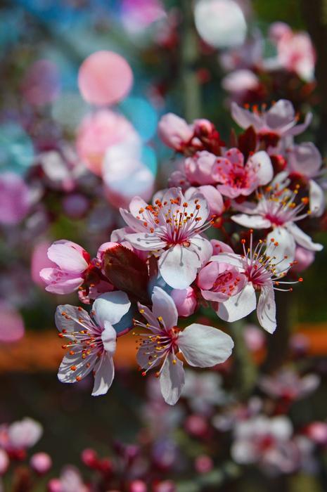 Flower Nature Season