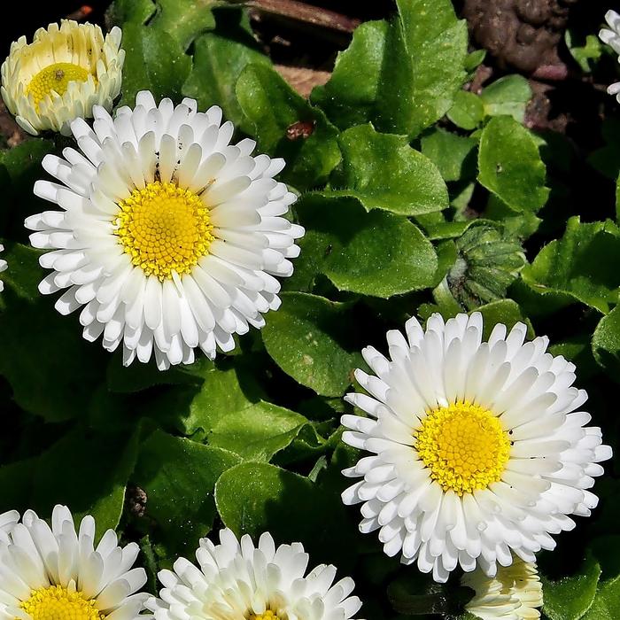 Daisy Marie Flower White Blossom