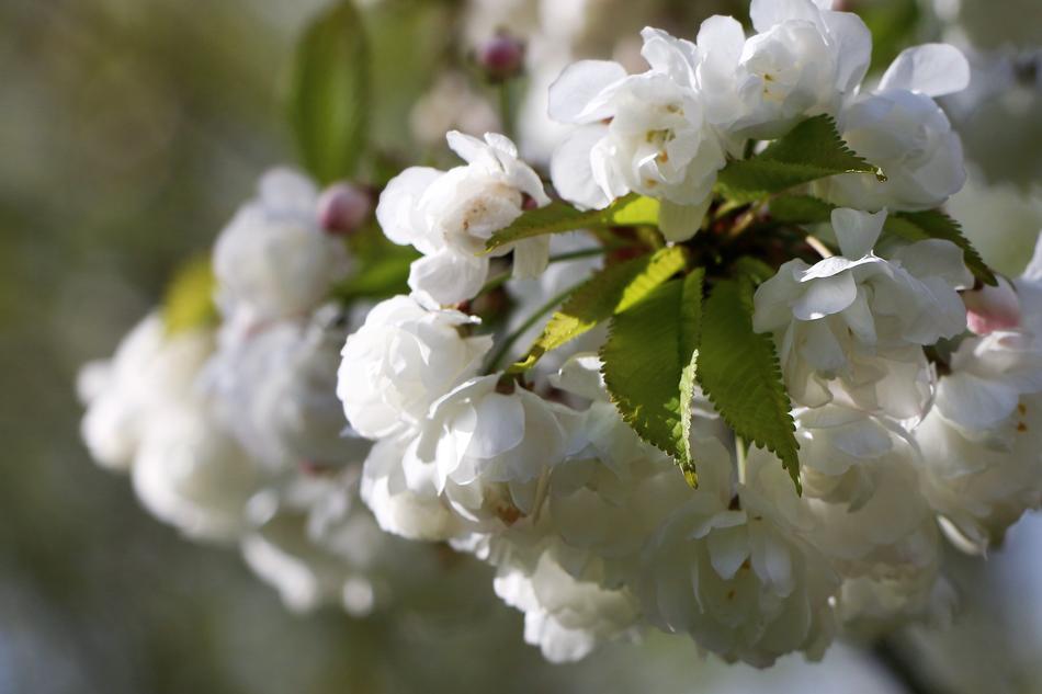 Flower Flora Tree